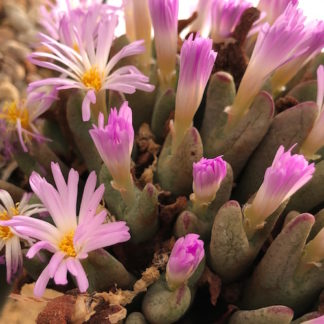 Conophytum bilobum mesemb shown flowering