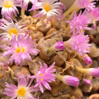 Conophytum obscurum mesemb shown flowering