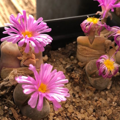 Conophytum friedrichiae mesemb shown flowering