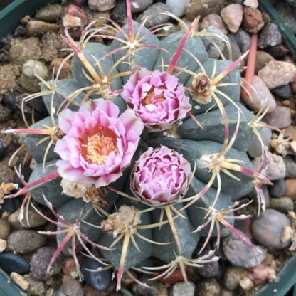 Ferocactus macrodiscus cactus shown flowering