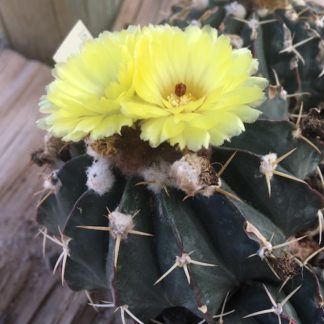 Notocactus 'Parodia' macroacanthus cactus shown flowering