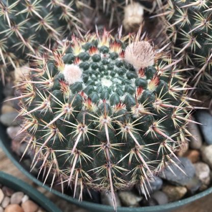 Notocactus 'Parodia' mammulosus cactus shown in pot