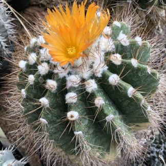 Notocactus 'Parodia' muegelianus cactus shown flowering