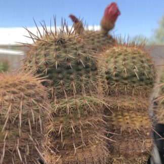 Notocactus 'Parodia' rutilans cactus shown in pot
