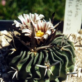 Stenocactus dichroacanthus cactus shown flowering
