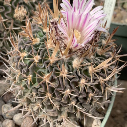 Stenocactus dichroacanthus cactus shown in pot