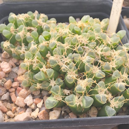 Conophytum devium 'littlewoodii' mesemb shown in pot