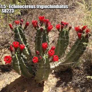 Echinocereus triglochindiatus cactus shown flowering