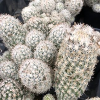 Escobaria leei cactus shown in pot
