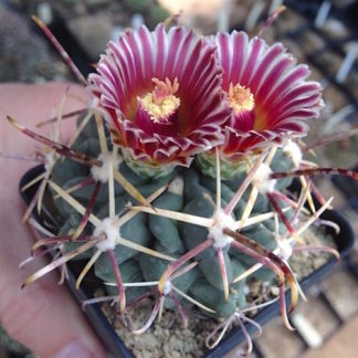 Glandulicactus mathssoni cactus shown flowering
