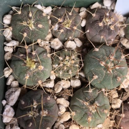 Gymnocalycium bayrianum cactus shown in pot