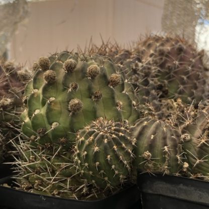 Lobivia backebergii cactus shown in pot