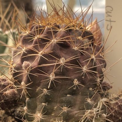 Lobivia hertrichiana cactus shown in pot