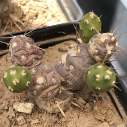 Maihueniopsis russellii cactus shown in pot