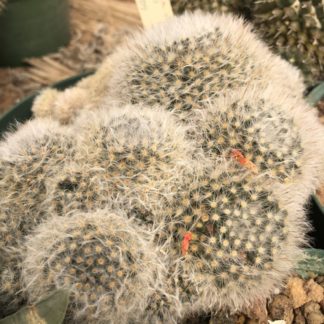 Mammillaria albicoma cactus shown flowering