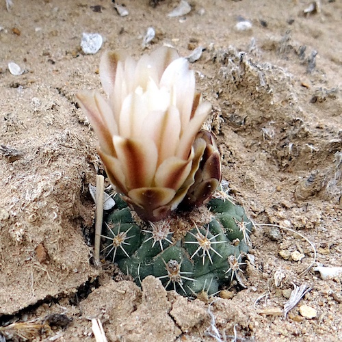 Sclerocactus mesae-verdae SB71,seeds10 pcs 