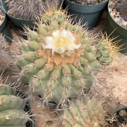 Copiapoa gigantea cactus shown flowering