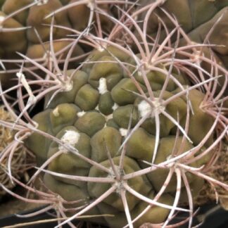 Gymnocalycium tilcarense cactus shown in pot