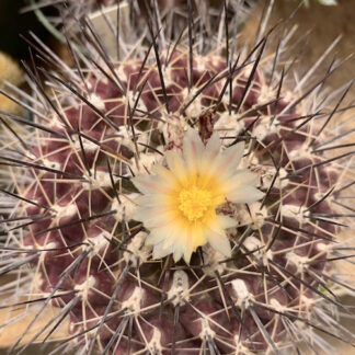 Thelocactus tulensis cactus shown in pot