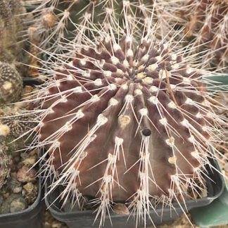 Acanthocalycium aff spiniflorum cactus shown in pot