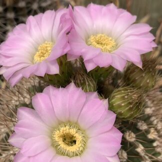 Acanthocalycium klimpelianum cactus shown flowering