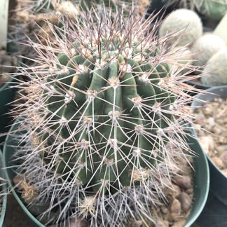 Acanthocalycium sp cactus shown in pot