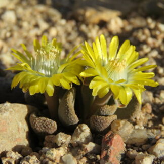 Aloinopsis loganii mesemb shown flowering