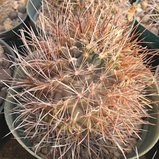 Ancistrocactus brevihamatus cactus shown in pot