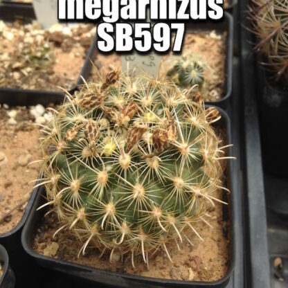 Ancistrocactus megarhizus cactus shown in pot