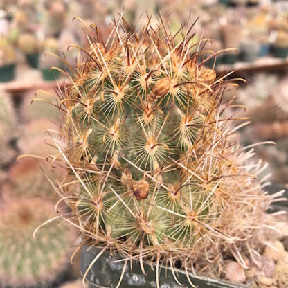 Ancistrocactus scheeri cactus shown in pot