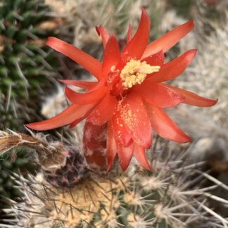 Arequipa spinisissima cactus shown flowering