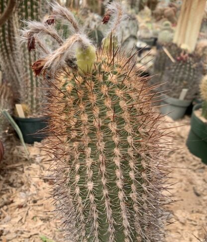 Arequipa spinisissima cactus shown in pot
