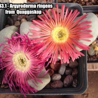 Argyroderma ringens mesemb shown flowering