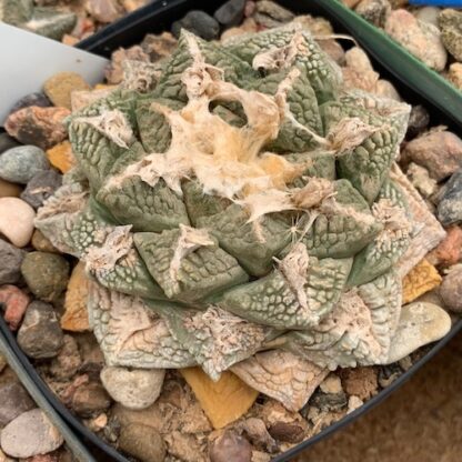 Ariocarpus fissuratus cactus shown in pot