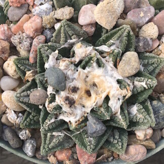 Ariocarpus fissuratus cactus shown in pot