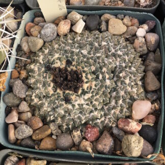Ariocarpus kotschoubeyanus cactus shown in pot