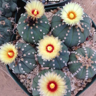 Astrophytum asterias cactus shown flowering