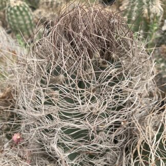 Astrophytum capricorne cactus shown in pot