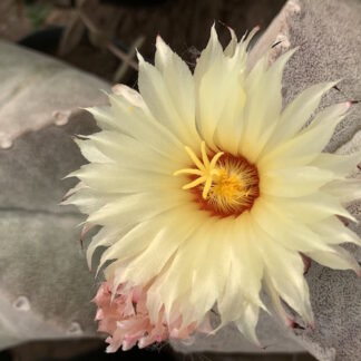 Astrophytum coahuilense cactus shown flowering