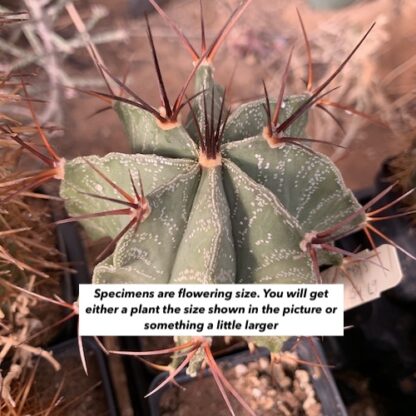 Astrophytum ornatum cactus shown in pot