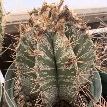 Astrophytum ornatum cactus shown in pot