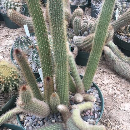 Cleistocactus jujuyensis cactus shown in pot