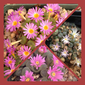 Conophytum Mixed species seeds mesemb shown flowering