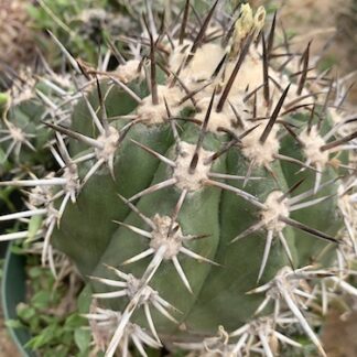 Copiapoa rupestris cactus shown in pot