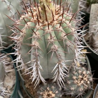 Copiapoa cinerascens cactus shown flowering