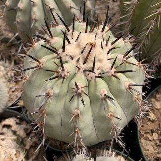 Copiapoa cinerea cactus shown in pot