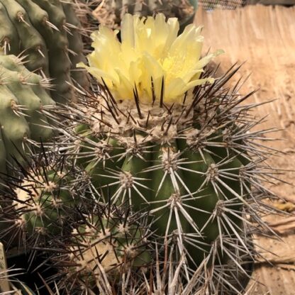 Copiapoa coquimbana cactus shown flowering