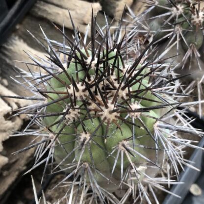 Copiapoa coquimbana cactus shown in pot