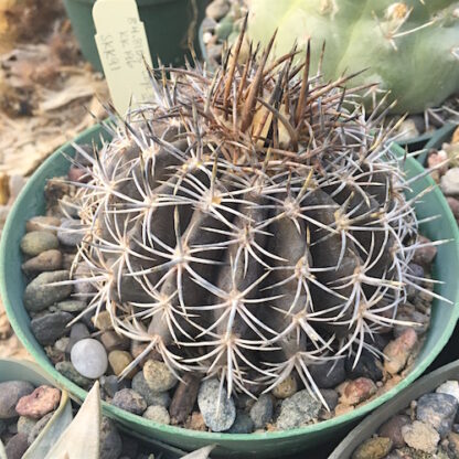 Copiapoa grandiflora cactus shown in pot