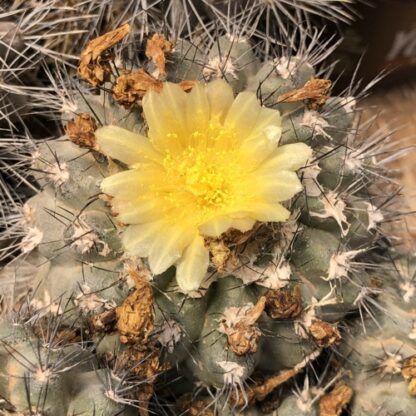Copiapoa humilis cactus shown flowering